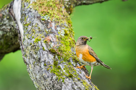 Brown-headed thrush holding an insect in its mouth