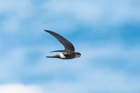 Pacific swift flight in japan