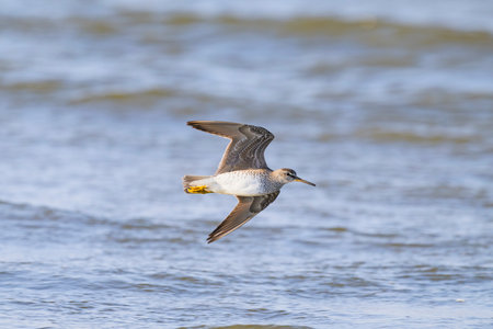 Grey-tailed Tattler flight in japanの写真素材