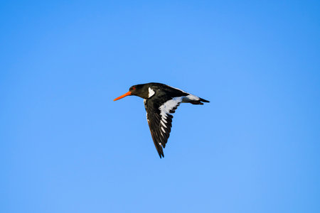 Oystercatcher (Haematopus ostralegus) flight in japanの写真素材