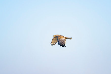 Eastern marsh harrier male flightの写真素材