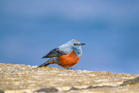 Blue Rock Thrush male in japanの写真素材