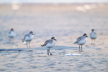 A flock of Grey plover winter plumage