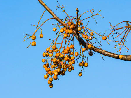 chinaberry tree fruit in japanの写真素材