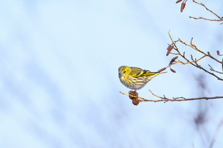 Eurasian siskin (Carduelis spinus) in japan