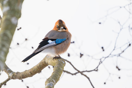 Eurasian jay (Garrulus glandarius brandtii) in japanの写真素材