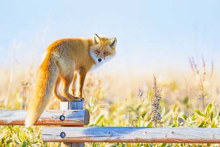 Ezo red fox in winterの写真素材
