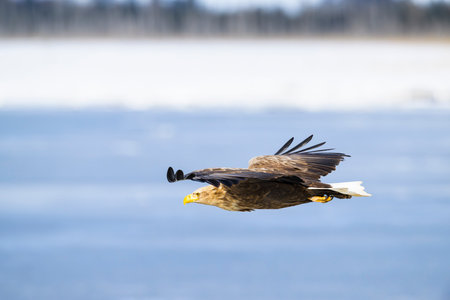 White-tailed eagle flight in japanの写真素材