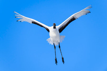 Red-crowned crane flight in japanの写真素材
