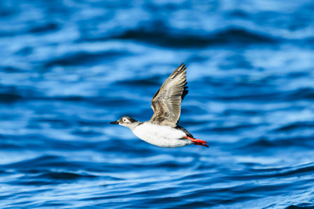 Spectacled Guillemot flight in japanの写真素材