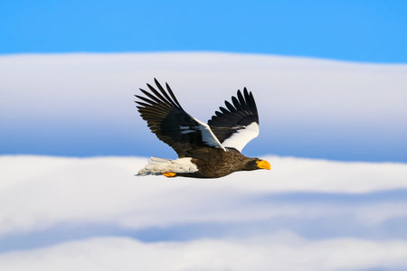 Steller's sea eagle flight in japan