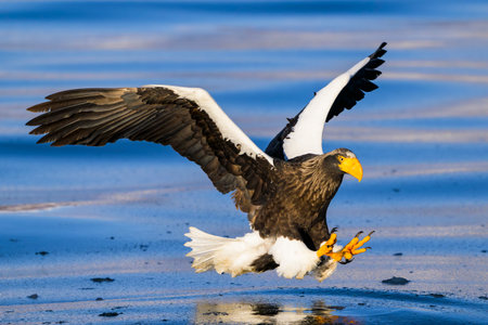 Steller's sea eagle attack on its prey