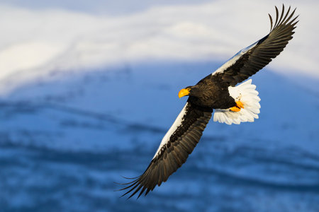 Steller's sea eagle flight and mountain of Shiretoko