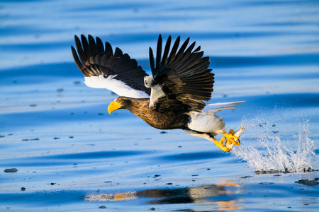 Steller's sea eagle catching its preyの写真素材