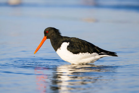 Oystercatcher (Haematopus ostralegus) in japanの写真素材