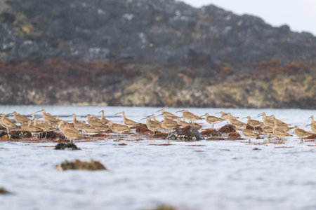 A flock of whimbrel in Japan