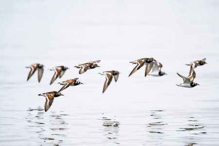 A flock of Ruddy Turnstone flight in japanの写真素材