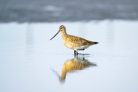 Bar-tailed godwit multing in japanの写真素材