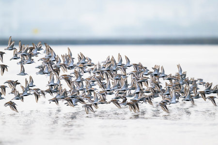 A flock of Dunlin flights in japanの写真素材