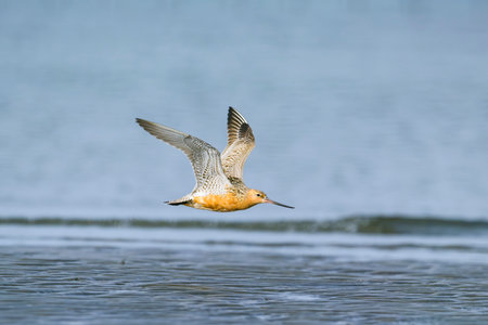 Bar-tailed Godwit flight in japanの写真素材