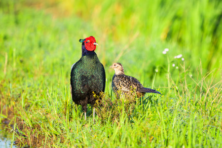 A pair of common pheasantsの写真素材