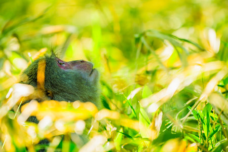 Japanese macaque looking up at the skyの写真素材