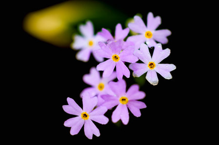Close up of Primula farinosa in japan