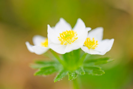 close up of Anemone narcissiflora in japanの写真素材
