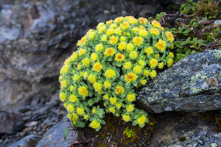 Alpine flower Rhodiola rosea in japan