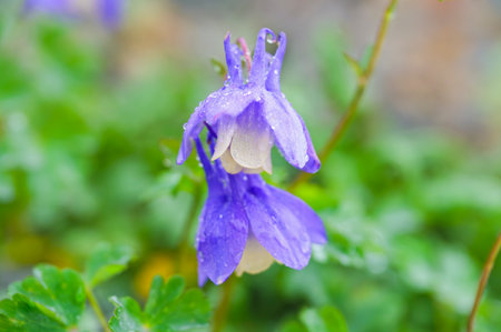 Aquilegia flabellata blooming on Mt. Kitadakeの写真素材