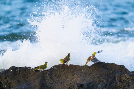 White-bellied green pigeon and the waves