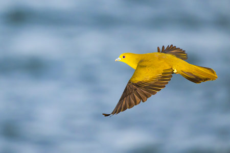 White-bellied green pigeon female flightの写真素材