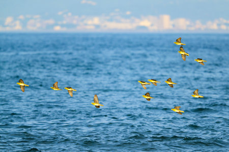 A flock of White-bellied green pigeon flightの写真素材
