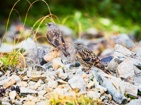 Alpine accentor (Prunella collaris) in japanの写真素材