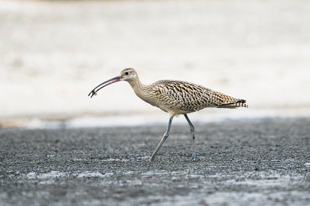 Far Eastern Curlew with a crab in its mouthの写真素材