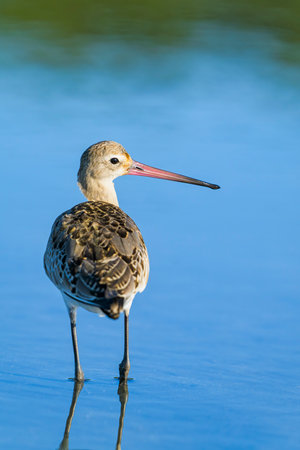 Black-tailed Godwit in Japanの写真素材