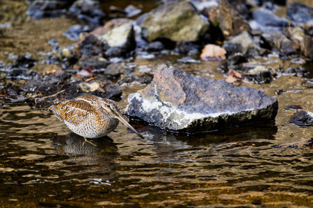 Solitary Snipe (Gallinago solitaria) in japanの写真素材
