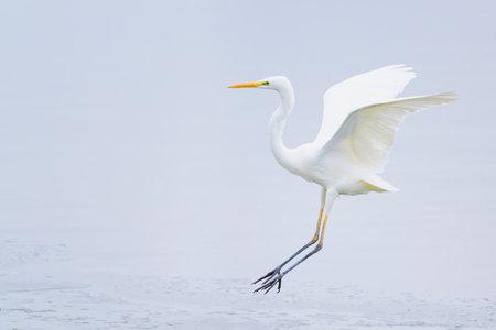 Great Egret Landing in Japanの写真素材