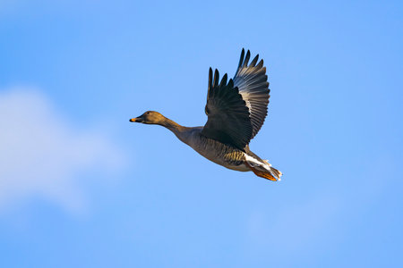 Bean goose flight in japanの写真素材
