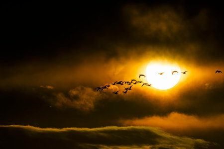 Sunrise and flying goose in japanの写真素材