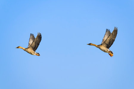 Bean goose flight in japanの写真素材