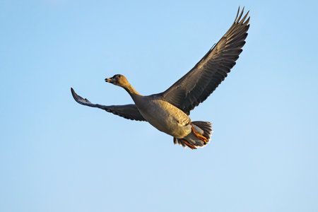 A flock of bean goose flightの写真素材