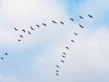 A flock of Greater white-fronted goose flightsの写真素材