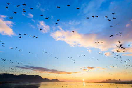 Sunrise over Izunuma and the goose taking flightの写真素材