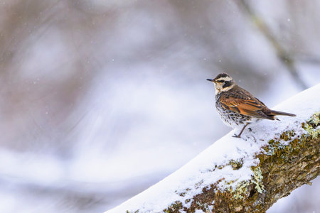 Dusky Thrush (Turdus eunomus) in winter