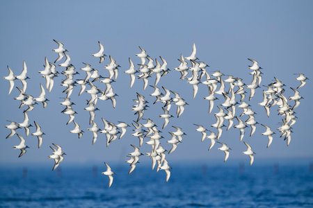 A flock of Sanderling flight