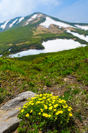 Potentilla matsumurae blooming on Mount Kurikomaの写真素材