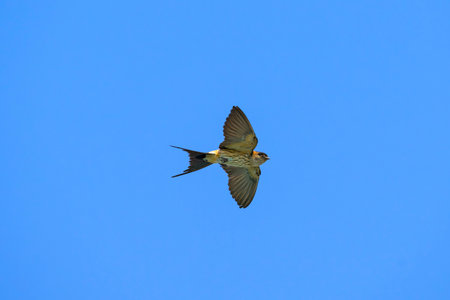 Red-rumped swallow flight in japanの写真素材