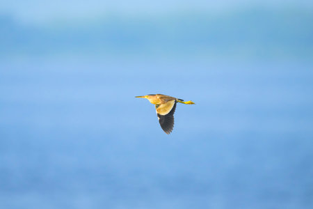 Yellow bittern flight in japanの写真素材