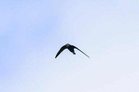 White-throated needletail flight in japanの写真素材